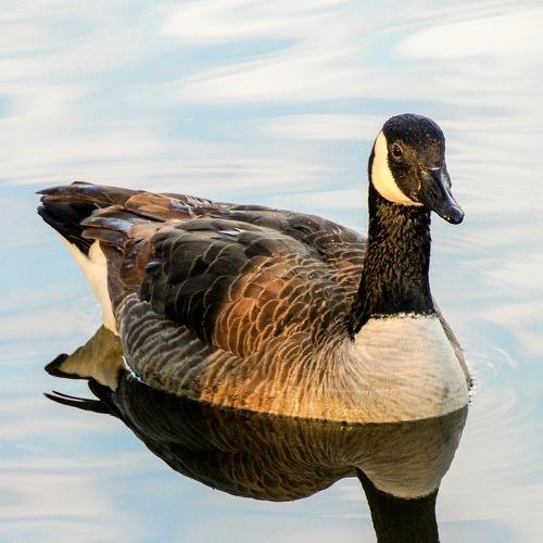 Goose reflection