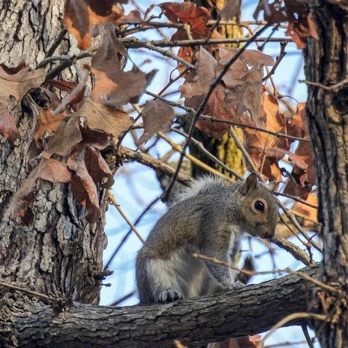 Mr. Squirrel