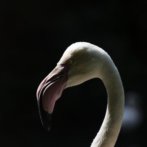 flamingo portrait