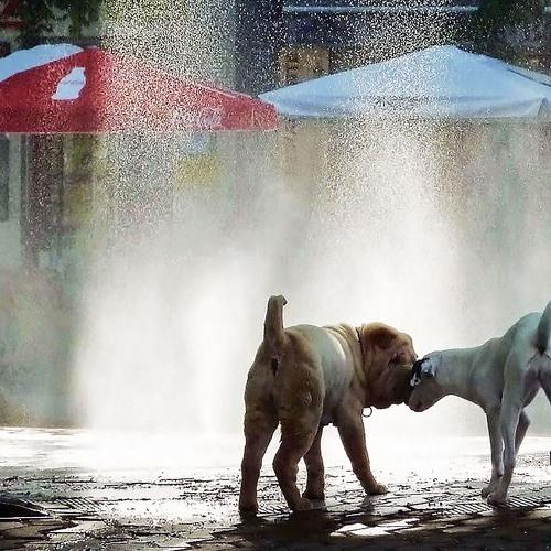 Dogs