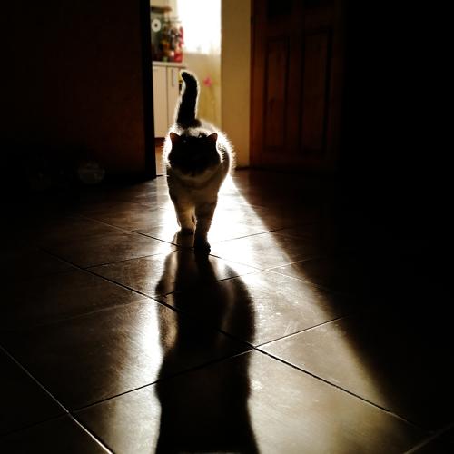 Котик