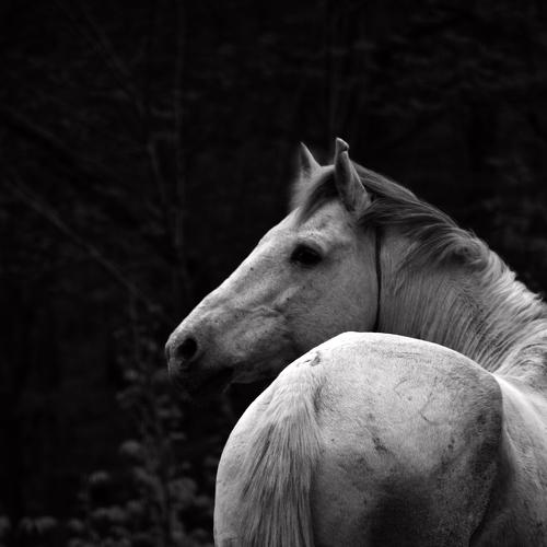 The White Wild
