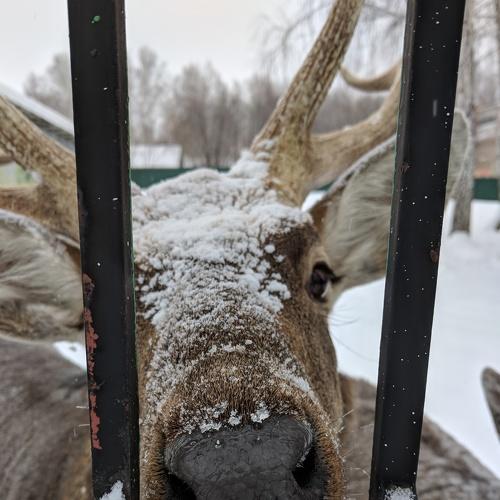 Нос