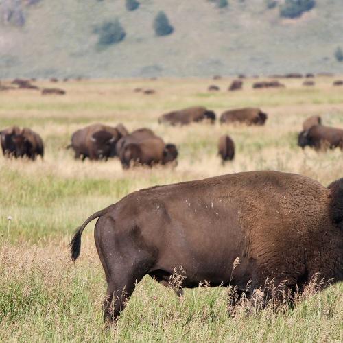 Bison Business
