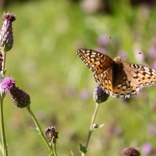 Butterfly Beauty