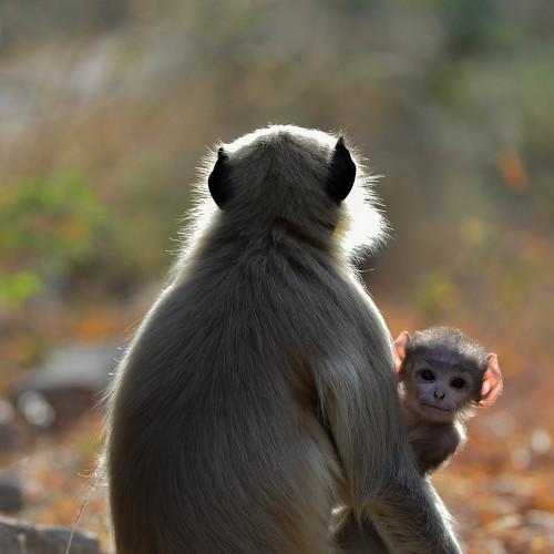 Curiosity