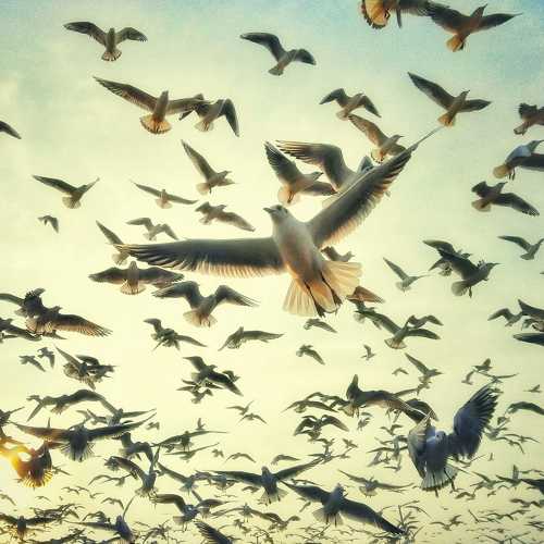 FREEDOM