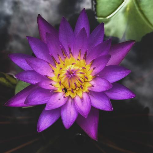 Water lilly