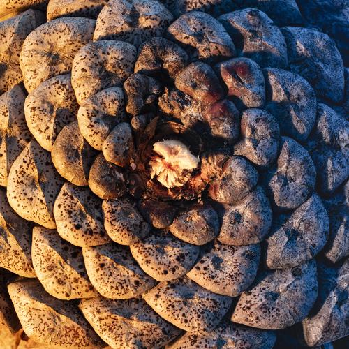 Phyllotaxis Harmony