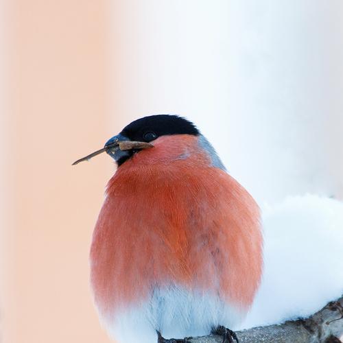 Photo #3013713