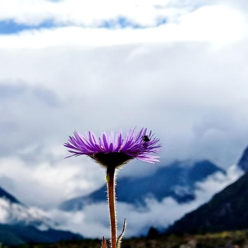 Flower, home for all beings...