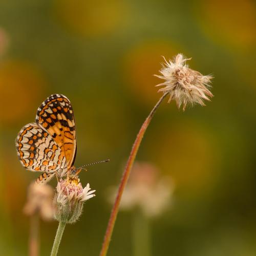 Dream Butterfly