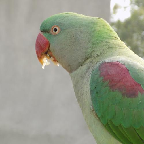 Beautiful Parrot