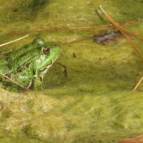 The Frog