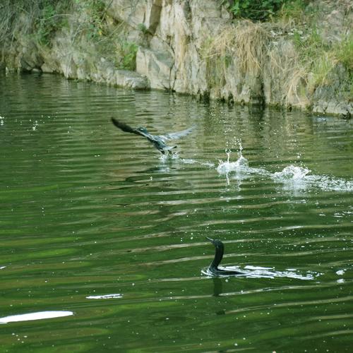 nature wild lake view with ducks