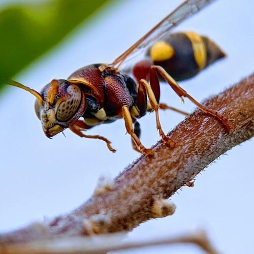 The Potter Wasps