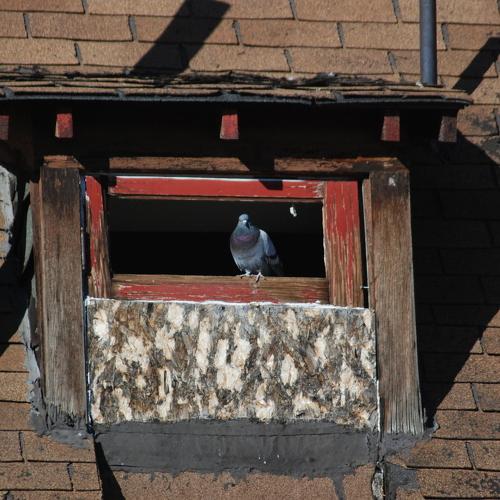 City Homeless Pigeon