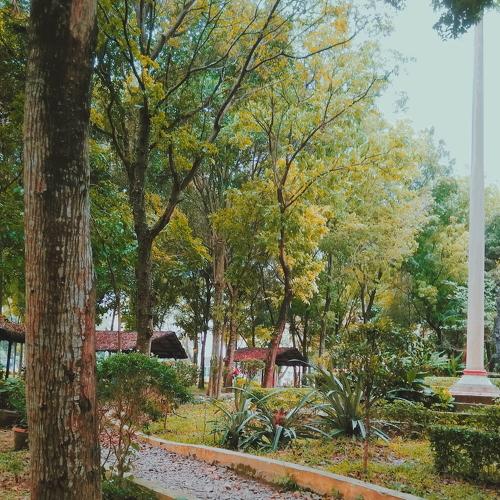 The trees