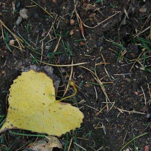 Yellow Fall Heart Lea