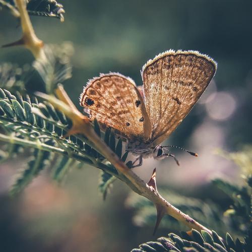 Beautifly