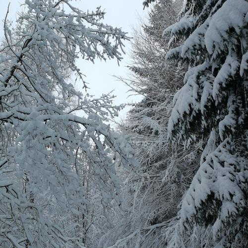 Winter way in the forest