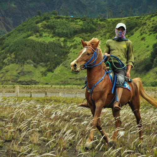 Live in Bromo