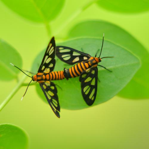 Love in Leaf