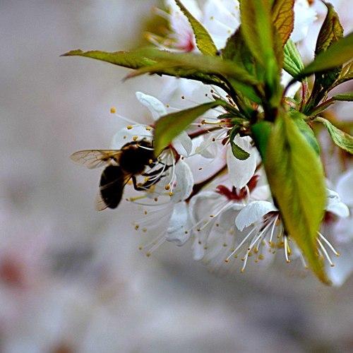 Photo #3018045