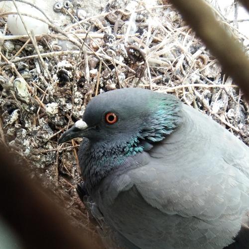The dove
