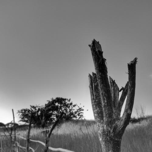 Twig Fence
