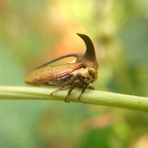 Beetle