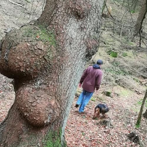 Прогулка в лесу