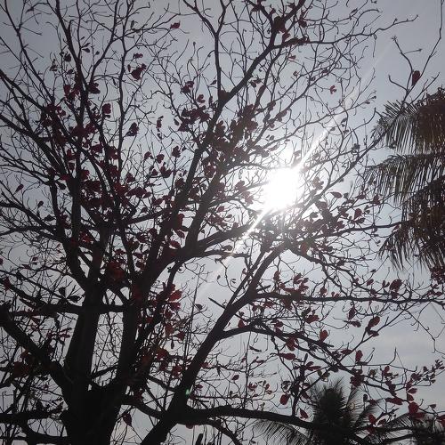 Sunny day