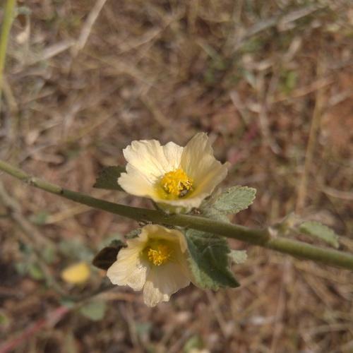 Tiny yellow flower