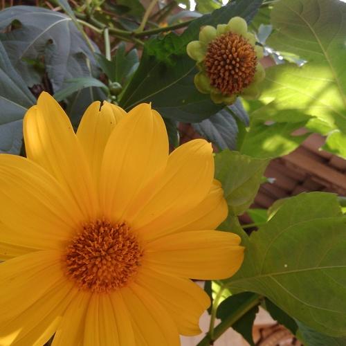 Beautiful bright flower