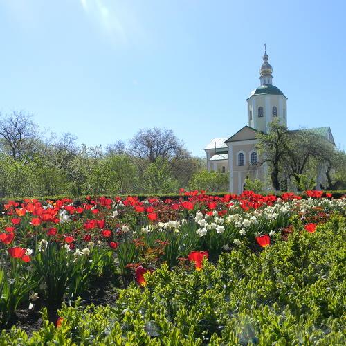 Тюльпаны