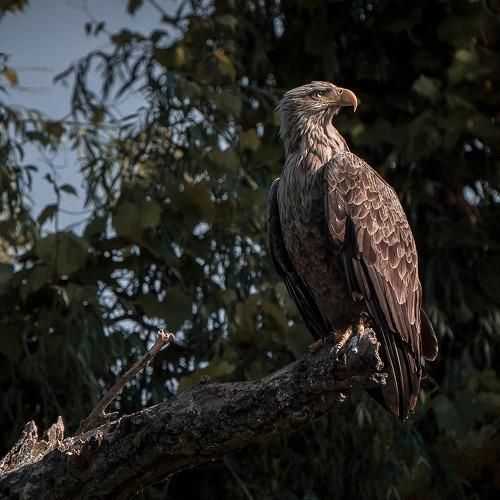 The white-tailed eagle (Haliaeetus albicilla)