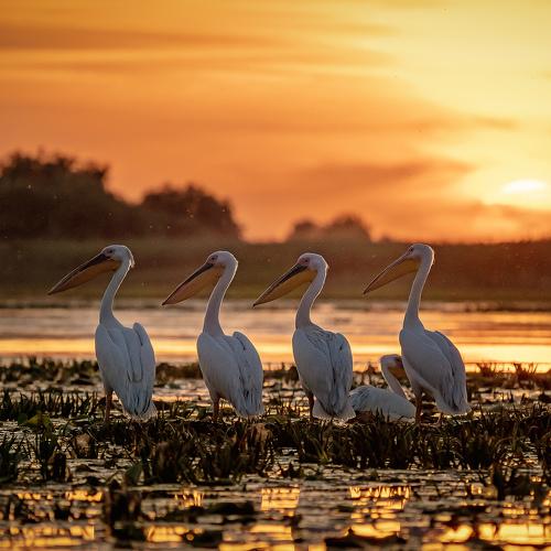 Pelicans in the Danube Delta