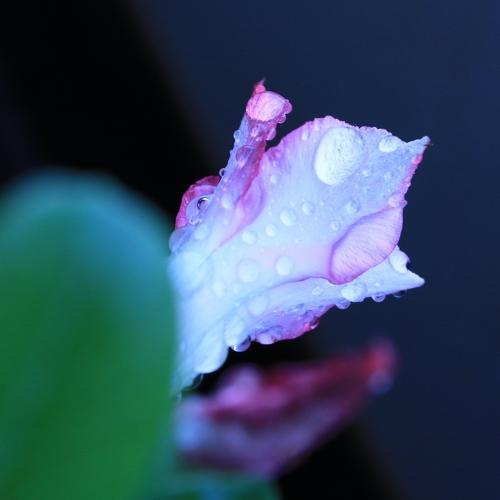 Pink Flower