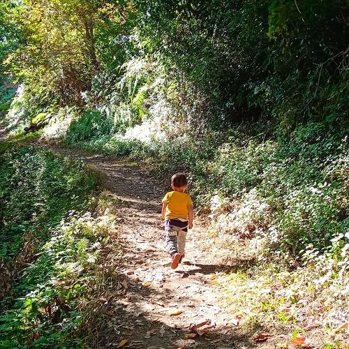 The boy and the Forest
