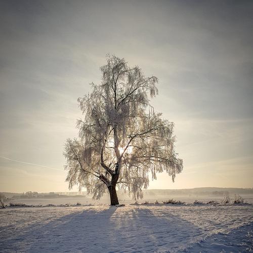 Winter tree