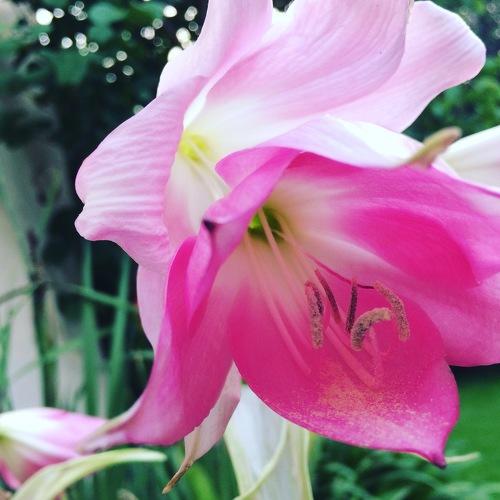 Flower in the morning