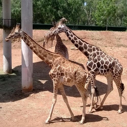 Giraffe