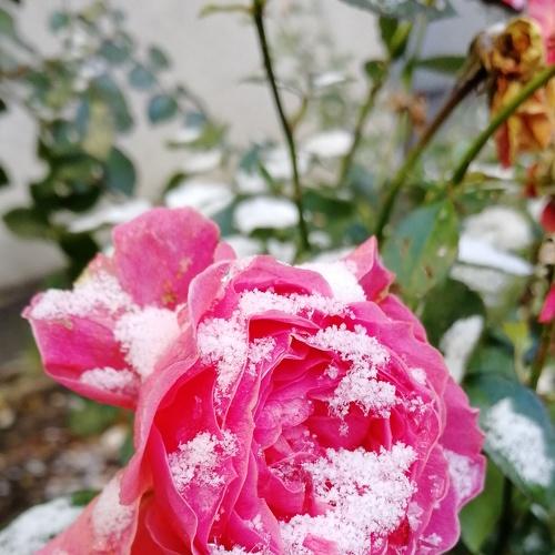 Photo #3025177