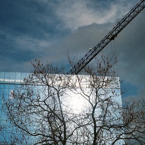 Tree of Timisoara