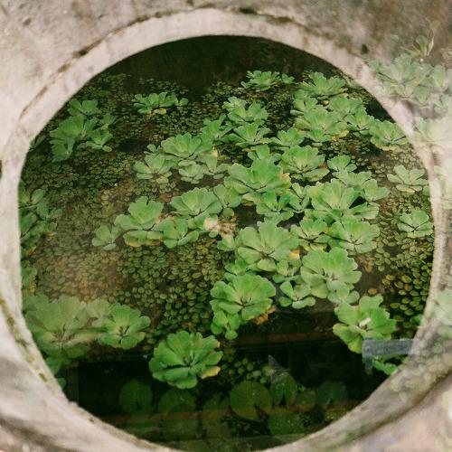 The Abandoned Nature