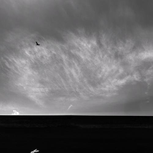 flight