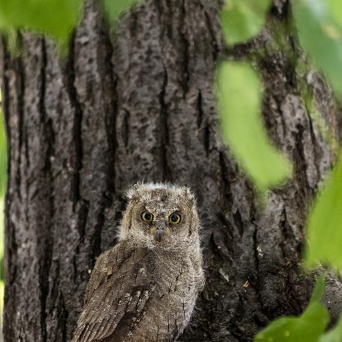 Owl