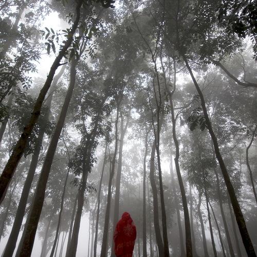 across the winter fog