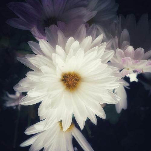 flowers of darkness